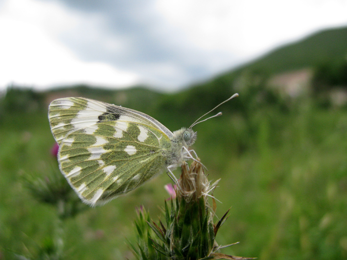 farfalle da identificare